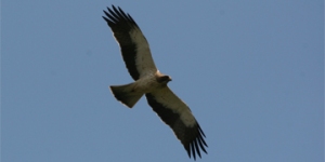 Booted Eagle (Aquila pennata), a common nesting eagle in Central Catalonia. Photo: Carles Oliver