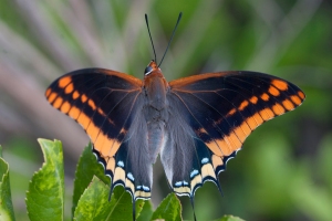 Two-tailed Pasha, one of the species affected by climate debt.