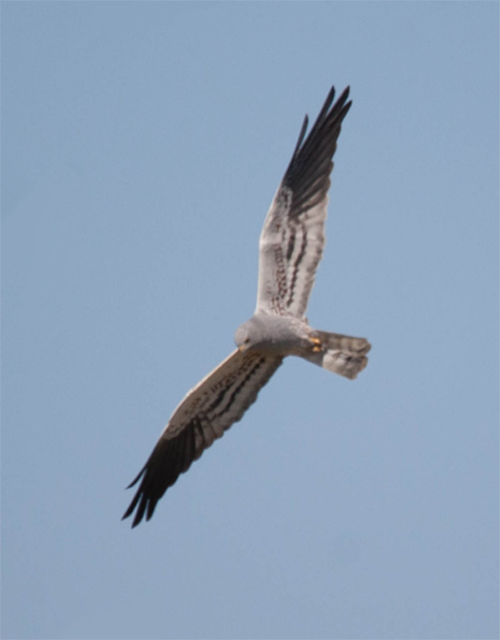 Montagu's Harrier (Circus pygargus) male. A locally common species in Lleida Steppes. Photo: Carles Oliver