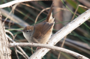 Cetti's Warbler (Cettia cetti) is a common bird along Catalan reedbeds and it is easier to spot during winter.