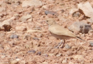 Bar-tailed Lark (Ammomanes cinctura) was as tame as always. Images by tour leader Carles Oliver