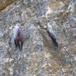 Wallcreeper (Tichodroma muraria) is probably the most wanted bird for most birdwatchers visiting the Pyrenees in winter. Image: Carles Oliver