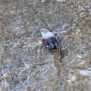 After preening for some time this Wallcreeper was creeping a bit before crossing the gorge and disappearing up the cliff. Image: Carles Oliver